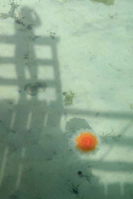 Hammarøy, hvem trenger Maldivene?