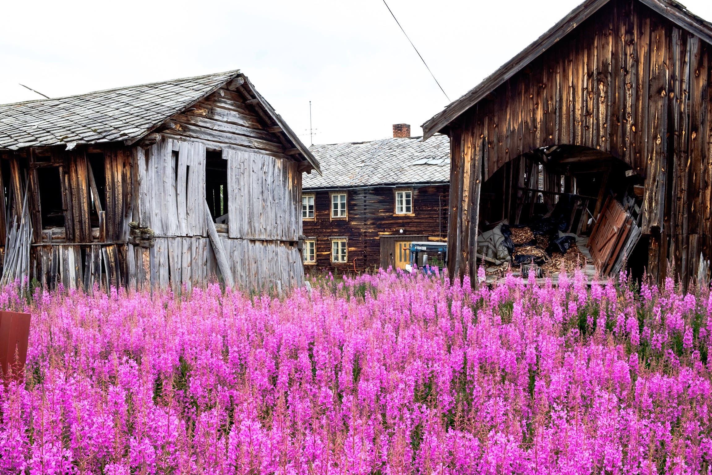 Siste bildet på turen. Geiterams, geiterams, geiterams...